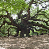 Angel Oak2.JPG