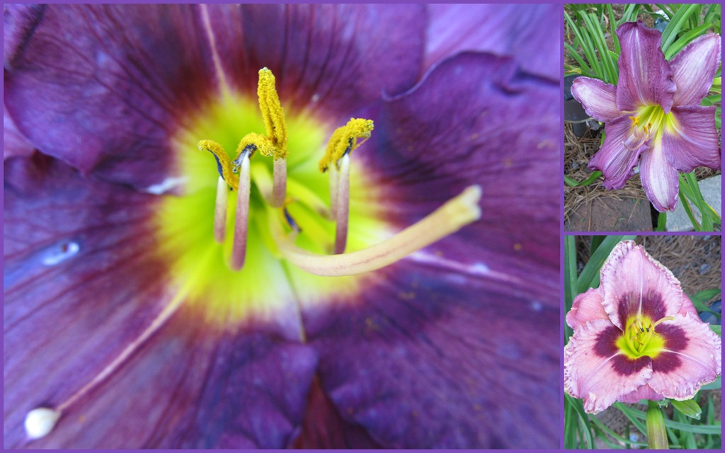 [purple-day-lilies06084.jpg]