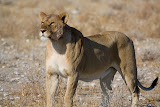 Lion - Etosha, Namibia