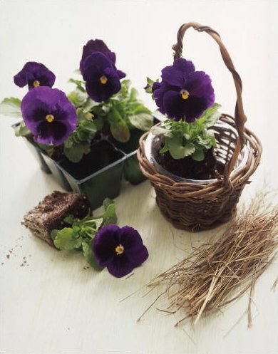 A row of these small baskets would look great on a windowsill. (Martha Stewart Living) A row of these small baskets would look great on a windowsill. (Martha Stewart Living)
