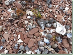Cavendish rocks and shells Cavendish rocks and shells