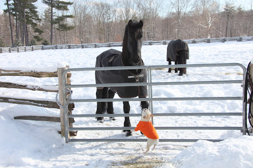 Hello, Sasa!  I feel like I need to be as tall as I can be to talk to a horse of your stature.  I've been thinking about you and wondering how you are.