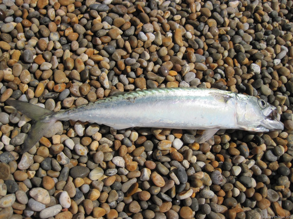 [IMG_1501%255B10%255D.jpg]