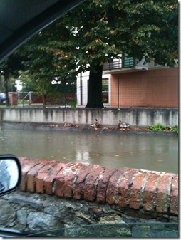 IMG_1719 IMG_1719