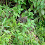 On the horse ride a bird protecting her eggs