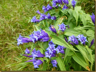 Gentiana asclepiadea Gentiana asclepiadea