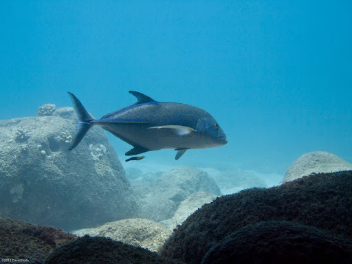 P5263677
