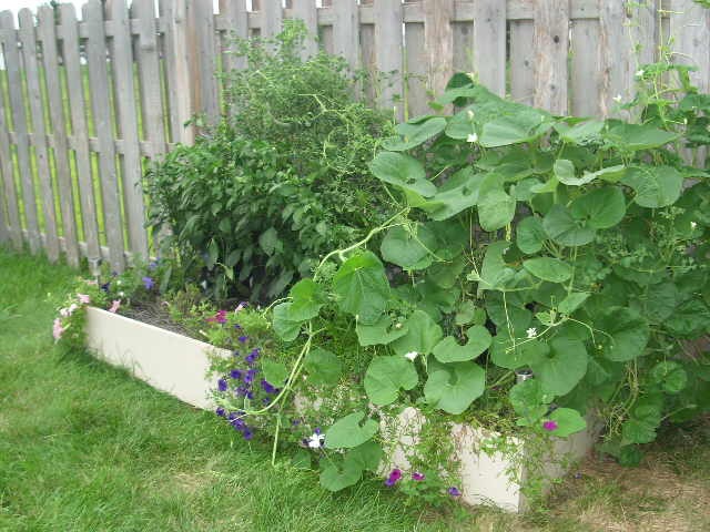 [Garden%2520Aug%252016%2520%252824%2529%255B6%255D.jpg]