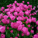 Tulipán. Tulip