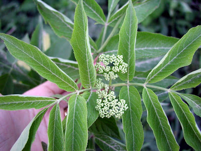 not-yet-bloomed elderflower along the road in Missouri