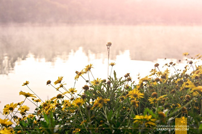 Morning Sunshine at Baguio City