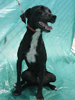 JOSÉ. Macho 1.5 años. Super juguetón, hiperactivo, travieso, amoroso, noble, excelente guardián y protector de los que ama.