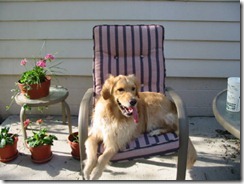 Toby relaxing Toby relaxing