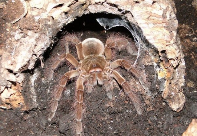 [giant-largest-spider-11%255B2%255D.jpg]