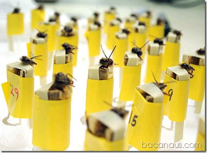 bomb-sniffing-bees-1