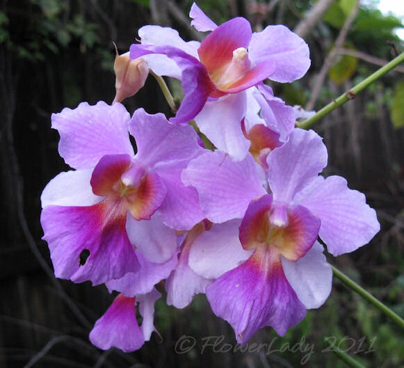 [08-26-vanda%255B4%255D.jpg]