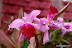 Natura :: Img0502.jpg