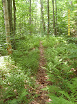 sd530806_20090329_1386527326.jpg