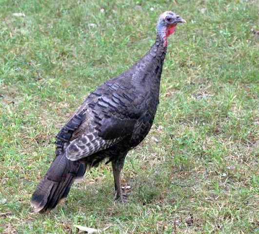 [wild-turkey-in-my-yard%255B4%255D.jpg]