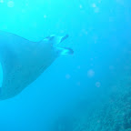 Manta