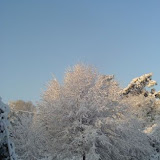 Snow tree2.jpg