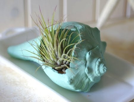 [shell-air-plant%2520completely%2520coastal%2520via%2520beautiful%2520details%255B3%255D.jpg]
