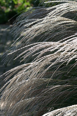 [FPC_Miscanthus_Huron_Sunrise2%255B13%255D.jpg]