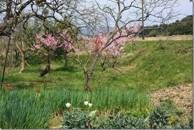 IMG_4026 IMG_4026