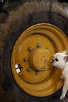Steve, looks like these lug nuts need a torque adjustment.