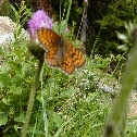 High Brown Fritillary