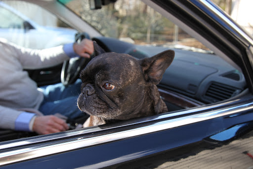 Silly Sharkey!  You get so worked up sometimes.  You know you're just going to fall asleep as soon as the car starts moving!  I think that's why you were so impatient!
