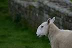 Sheep at Hadrian's Wall
