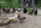 We feed them organic chicken feed so they can get their fill of whole grains, but they also get plenty of fruits and vegetables from the garden.  Foods rich in beta-carotene also affect the color of the yolks, making them deep yellow.