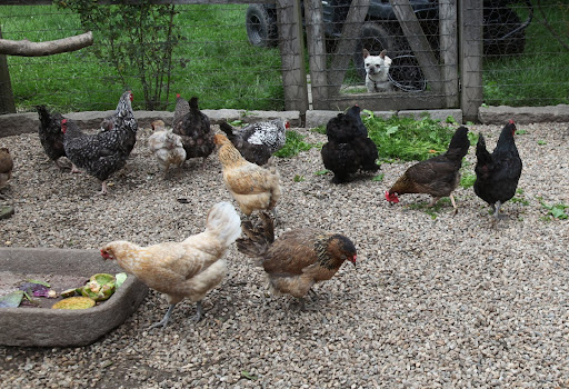 We feed them organic chicken feed so they can get their fill of whole grains, but they also get plenty of fruits and vegetables from the garden.  Foods rich in beta-carotene also affect the color of the yolks, making them deep yellow.