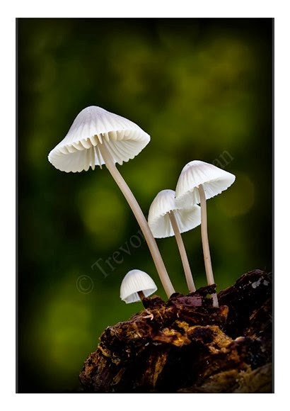 Mini Fungi 6