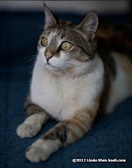 During the week of the heaviest fighting in May 2010, residents were too afraid to get out of the house to get food. Hind survived it on dried salted fish and a lot of water.