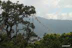 View through the tree tops