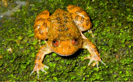 Vub night frog nycyibatrachus vrijeuni