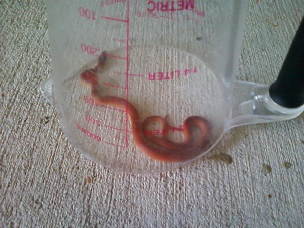 Serpens Alata