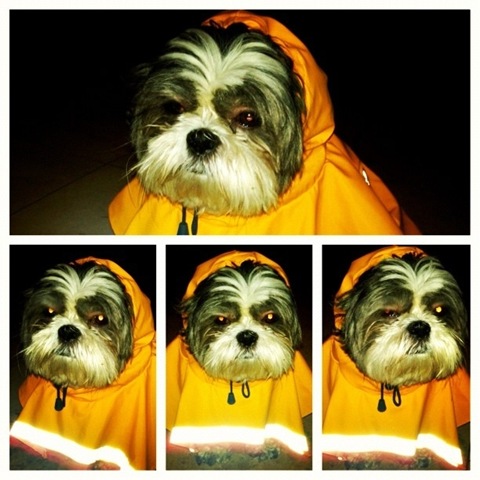 [hurricane-sandy-dogs-1%255B2%255D.jpg]