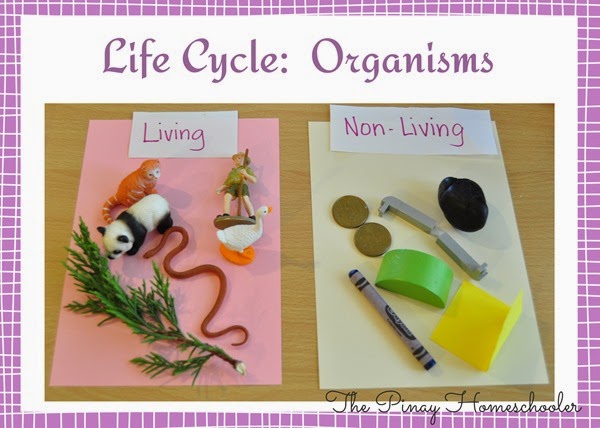 Life Cycle: Organisms