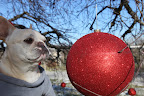 But, just think about it for a minute, Franny.  The squirrels really went all out with this and it is very pretty.  Let's just give them a little break for now.