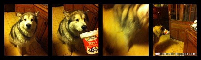 Munson's yoghurt