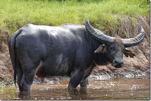 bufalo gigante de agua bufalo acuatico, animales extraños, bisotes y bufalos