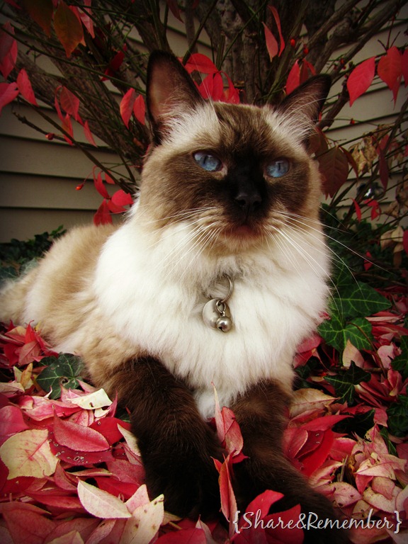[stormy%2520red%2520leaves%255B4%255D.jpg]