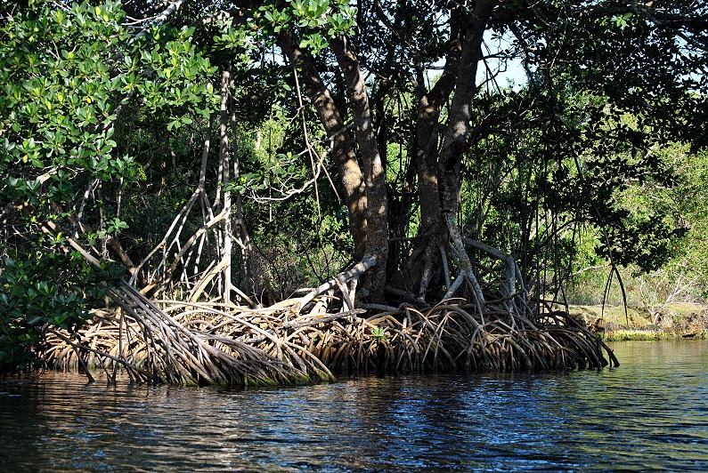[10---Tree-Walk---mangrove-poster-Red%255B2%255D.jpg]