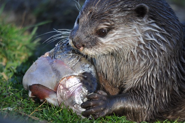 [Being%2520watched%2521%2520DSC_0473%255B2%255D.jpg]