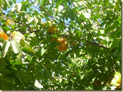 IMG_0207 IMG_0207