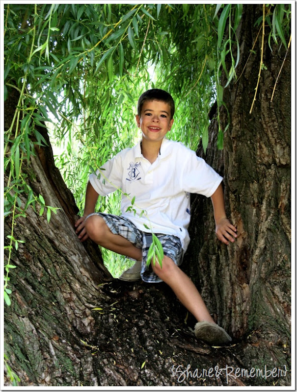 Brett tree