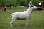 Bullworld Cool Bull